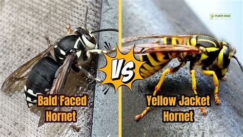 Bald Faced Hornet Vs Yellow Jacket: 5+ Differences To Tell