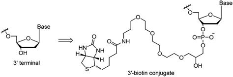 Structure of the 3′-biotin conjugate. (From [16].) | Download Scientific Diagram