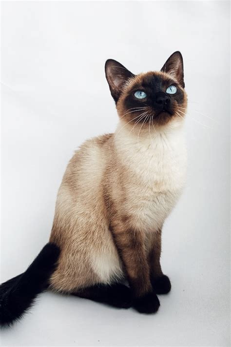 13 Most Popular Siamese Cat Colors I The Discerning Cat