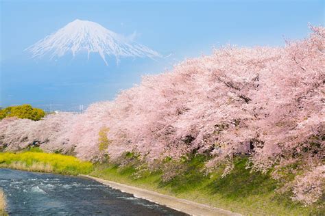 5 Best Cherry Blossom Spots around Mt.Fuji 2019 – Japan Travel Guide ...