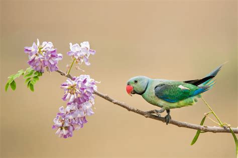 Valparai Wildlife Sanctuary | Birding Tours In South India