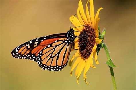 Monarch Butterfly On Sunflower Free Stock Photo - Public Domain Pictures