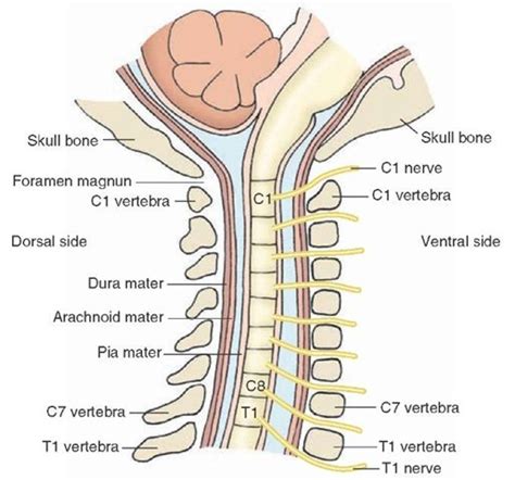 The Spinal Cord (Organization of the Central Nervous System) Part 1