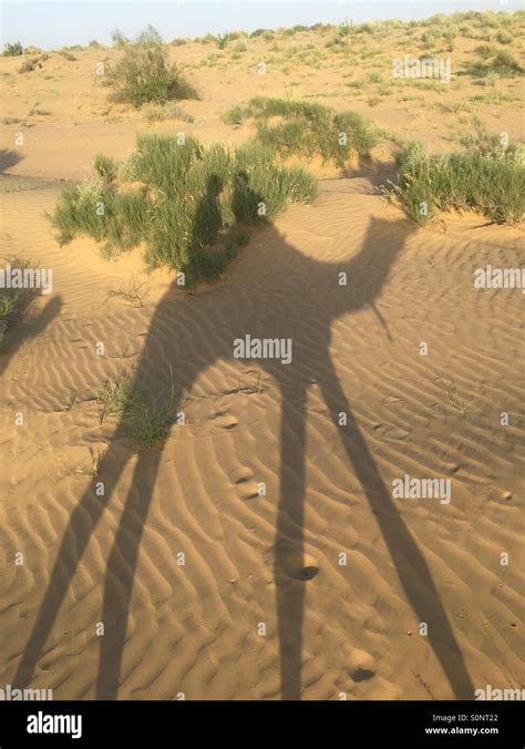 Camel shadow desert hi-res stock photography and images - Alamy