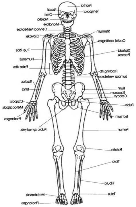 Human Body Anatomy Drawing at GetDrawings | Free download