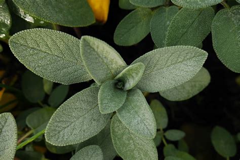 HD wallpaper: sage, morning, garden, green, nature, rain, raindrops ...