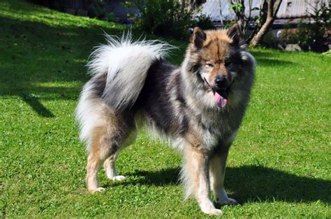 Eurasier Dog Breed | Photos, temperaments and trivia about the breed