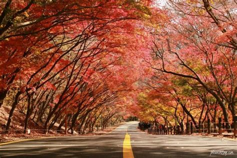 Jeju autumn itinerary — 6 best places to visit & top things to do in Jeju autumn foliage season ...