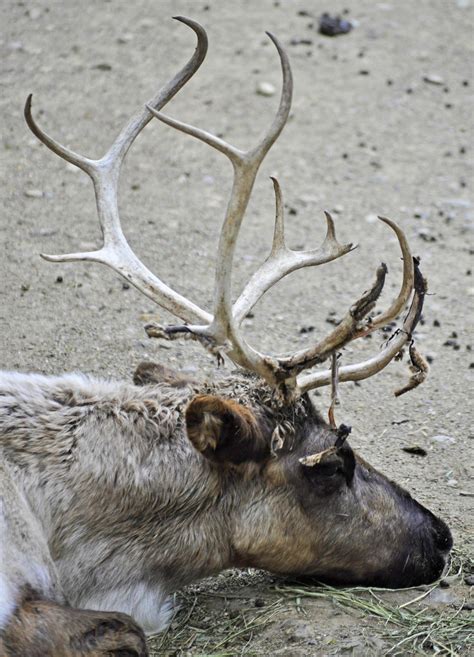 Reindeer aka Caribou (Rangifer tarandus) antler velvet she… | Flickr