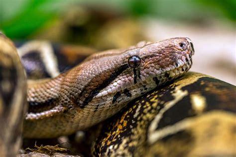 Your Boa Constrictor Pet: Interesting Facts & Care Guide | LoveToKnow Pets