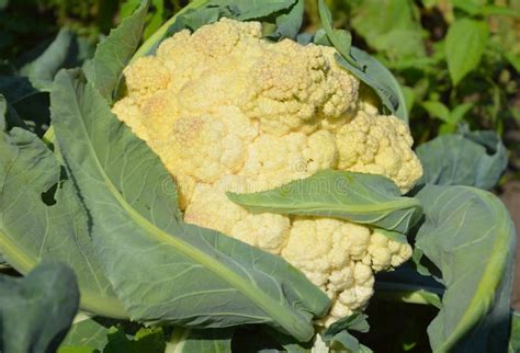 Growing Organic Cauliflower. Raw Cauliflower Harvesting Stock Image - Image of yoga, garden ...