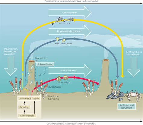 Figure 17.3 from Deep-Sea Hydrothermal Vent Communities | Semantic Scholar