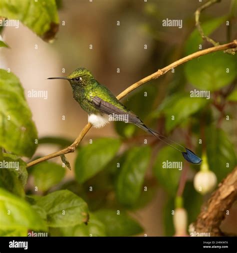 Booted Racket-tail Hummingbird in Ecuador Stock Photo - Alamy