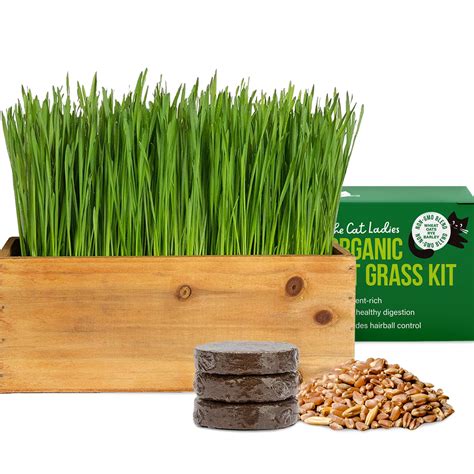 Buy The Cat Ladies Cat Grass Kit () with Rustic Wood er, Seed and Soil. Easy to Grow for Indoor ...