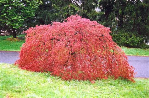 Weeping Japanese Maple (Acer palmatum 'Pendulum') in Richmond Fairfax ...