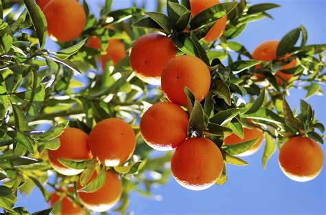 Edible gardening - citrus trees