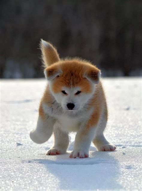 Akita puppy | Akita puppies, Akita dog, Cute puppies