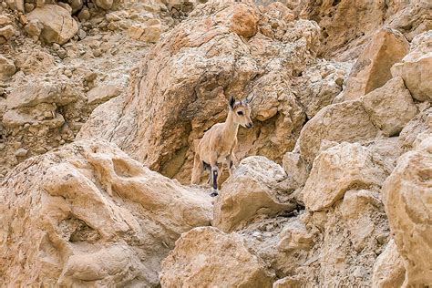 Nubian Ibex | San Diego Zoo Animals & Plants