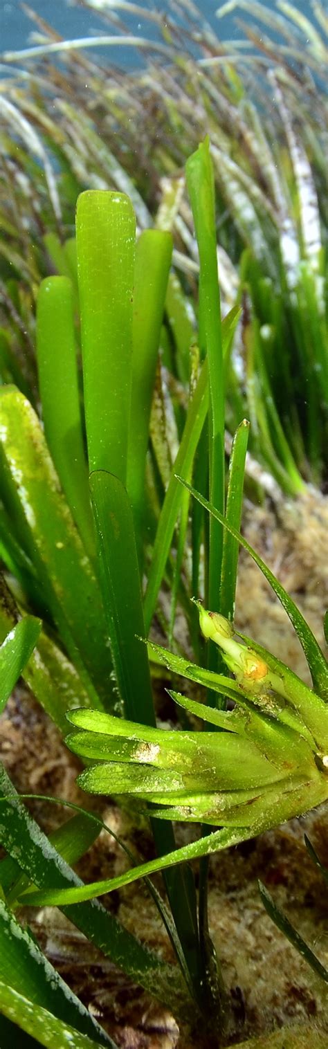 Uses of posidonia - Atlas Posidonia