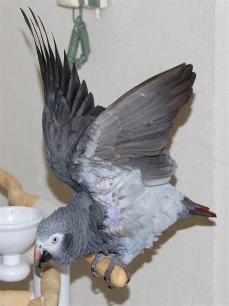 How to Care for Timneh African Grey Parrots – Parrot Hub