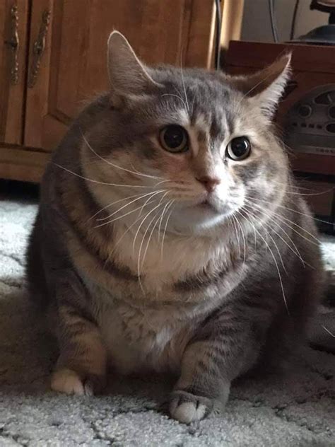 Thats a hefty chonker : r/Chonkers