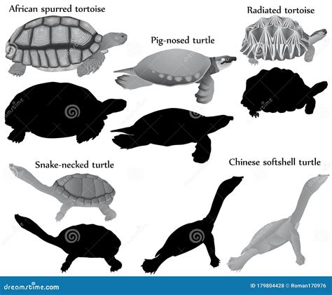 Wild Tortoises Standing, Silhouettes On A White Background. Sea Creatures And Tortoises Walking ...