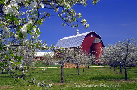 Cherry Blossoms, Door County, Fish Creek, Wisconsin | Door county, Red barn, House styles