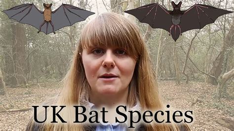 12 Bat Species Found in the UK (Bats You Might See in your Garden) | UK ...