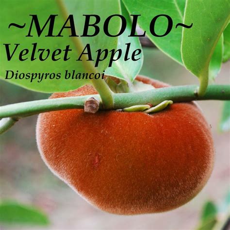 Polynesian Produce Stand : ~MABOLO~ Velvet Apple Fruit Tree Diospyros blancoi LIVE RARE SEEDLING