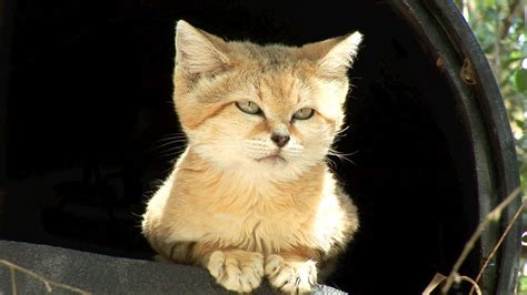 Sand Cat Habitat And Food