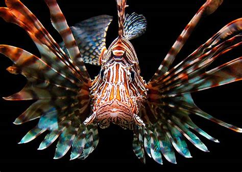 Lionfish | Fly Life Magazine