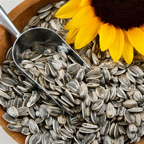 Sprinkle This! Health Benefits of Sunflower Seeds Rural Mom