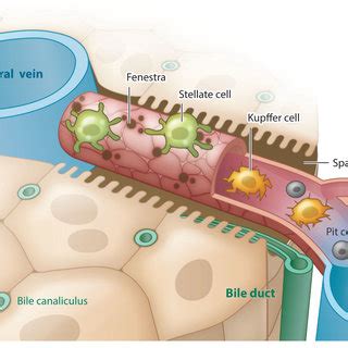 Schematic of the hepatic sinusoid. The sinusoid is a fenestrated... | Download Scientific Diagram