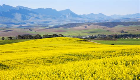 Canola Farming in South Africa | ADAMA SA