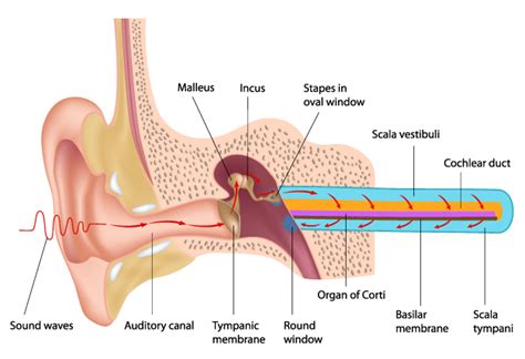 Hearing Aids — The Hearing Clinic