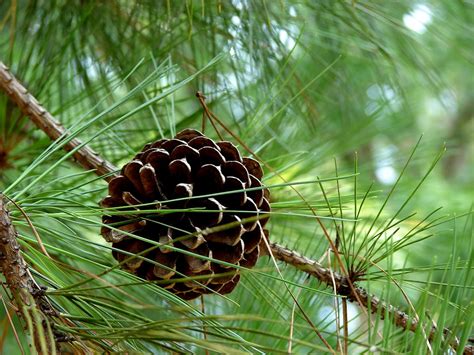 Georgia Pine Tree ... | RUTH | Flickr