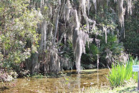 Swamp Trees Free Stock Photo - Public Domain Pictures