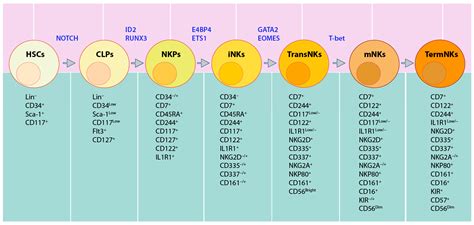 Cancers | Free Full-Text | Transcriptional Regulation of Natural Killer Cell Development and ...