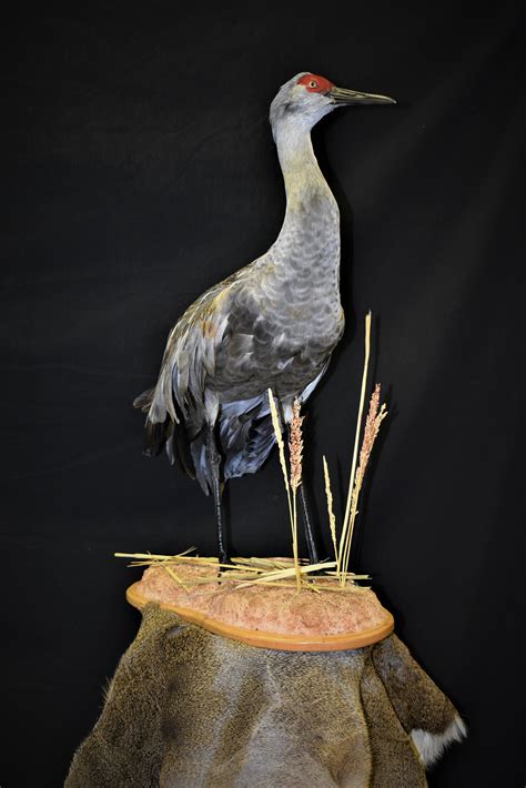 Sandhill Crane | AfricaHunting.com