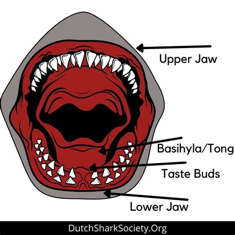 Do Sharks Have Tongues? - Dutch Shark Society