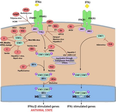 Inhibition of host interferon signaling pathway by virus ~ ViralZone