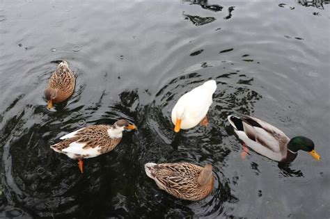 Premium Photo | Ducks are swimming in a pond