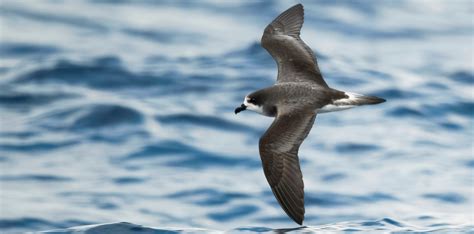 Bermuda Petrel – Audubon