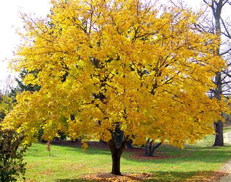 Yellow Maple Tree Free Stock Photo - Public Domain Pictures