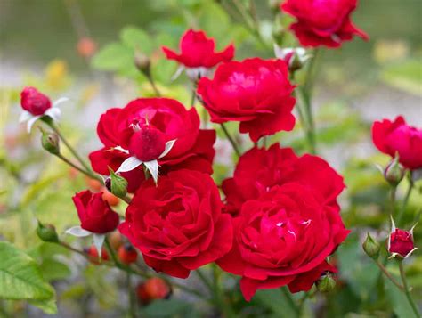 Winterizing Rose Bushes: How to Prep Your Roses for the Cold - A-Z Animals