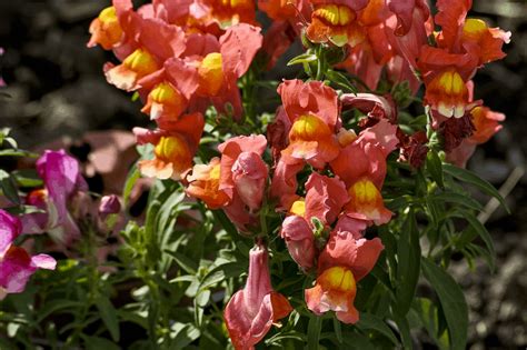 Snapdragon Flowers: 18 Types (Plus Their Meaning & Care)