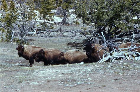 The Buffalo Conservationists—Part 2 - Buffalo Tales and Trails