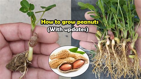 How To Grow Peanuts | Complete Guide – Kompaser