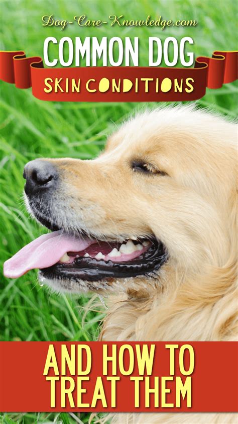 Dog Skin Conditions: You Need To Know How To Cure and Treat Them