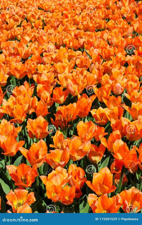 Field of orange tulips V stock image. Image of field - 115501529